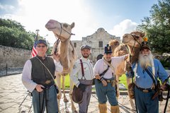 Two camels with four men handling the animals standing in front of Alamo Church