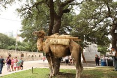 Camel in Alamo Plaza across from Long Barrack
